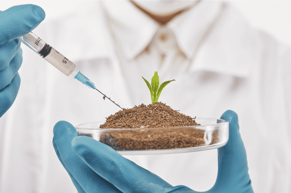 Chemiker spritzt Serum in Blumenerde einer jungen Pflanze.